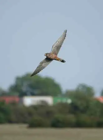 Are Falcons Migratory