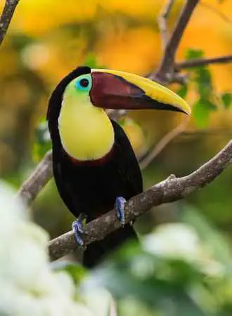 Are There Toucans in Costa Rica