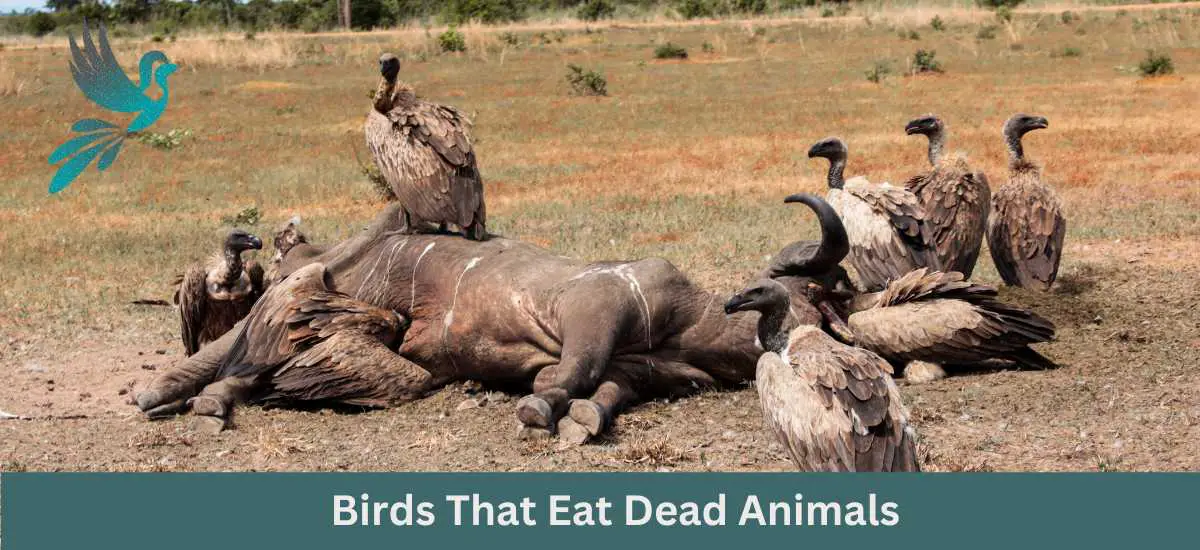 35 Birds That Eat Dead Animals (Carrion-eating birds) - Ask About Birds