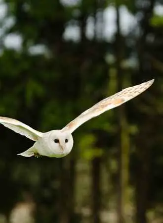 Can Owls Fly Long Distances