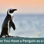 Can You Have a Penguin as a Pet?