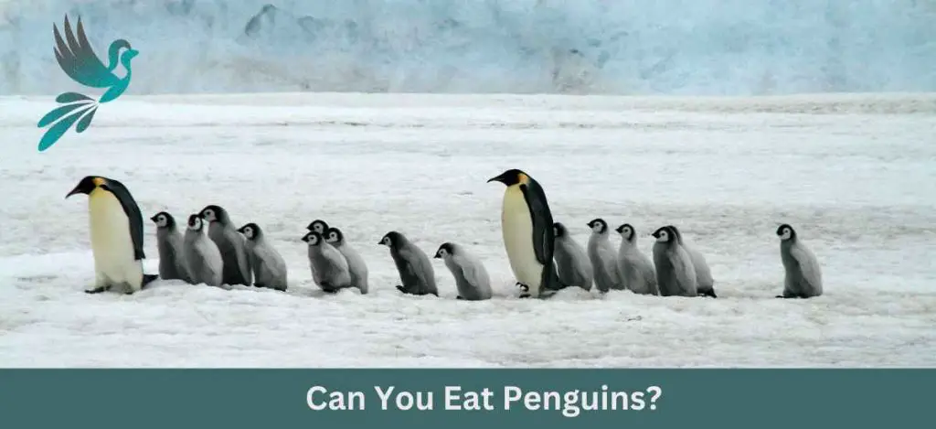 Can You Eat Penguins? - Ask About Birds