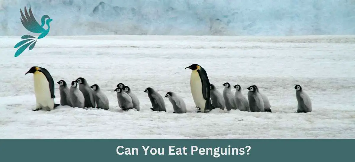 Can You eat Penguins