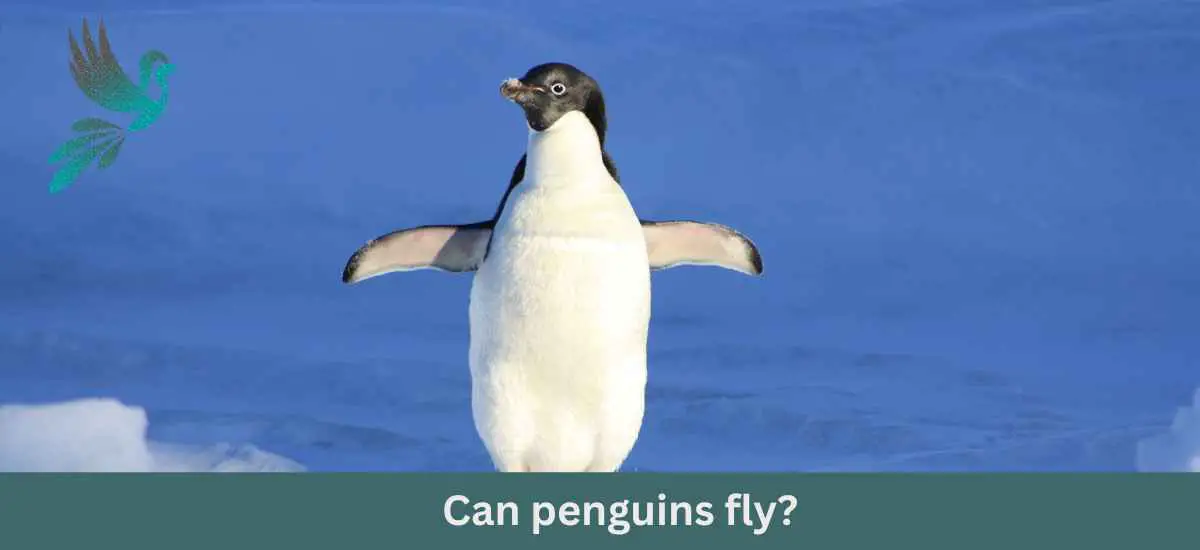 Can penguins fly