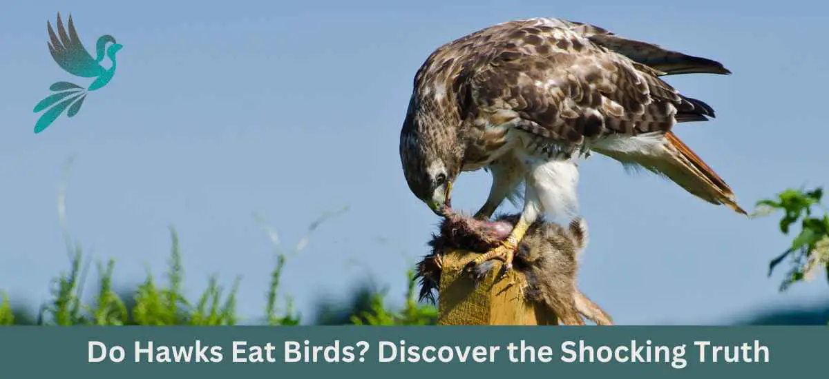Do Hawks Eat Birds? Discover the Shocking Truth