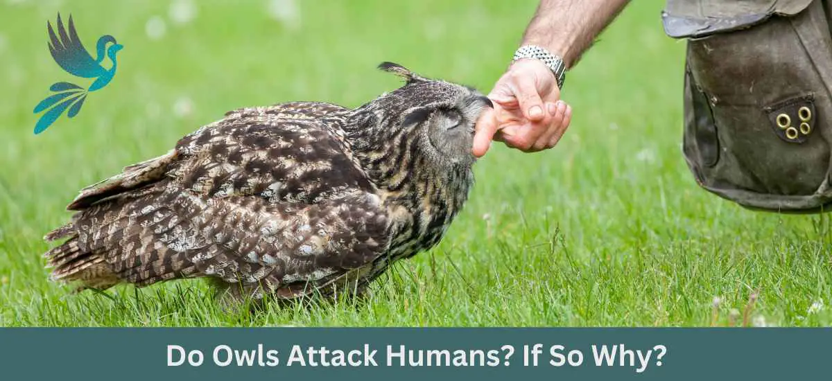 Do Owls Attack Humans? If So Why?