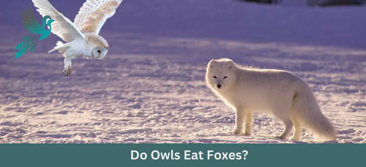 Do Owls Eat Foxes?