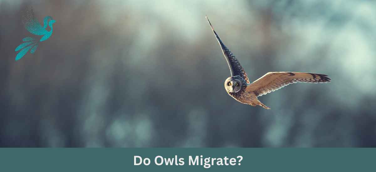 Do Owls Migrate