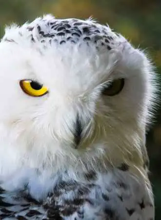 Do Snowy Owls Attack People