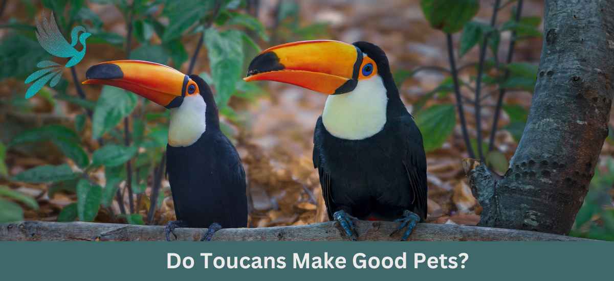 Do Toucans Make Good Pets? Considering the Pros and Cons of Keeping Toucans as Companion Animals