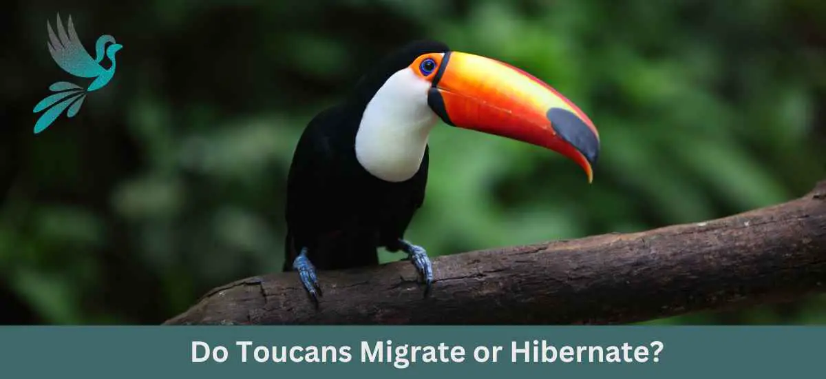 Do Toucans Migrate or Hibernate