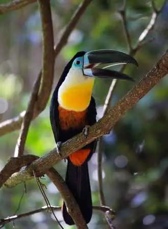 Does a Toco Toucan Get Stressed