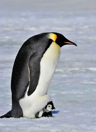 Emperor Penguins Lay Eggs