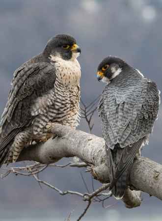 Falcons Hunt in Groups