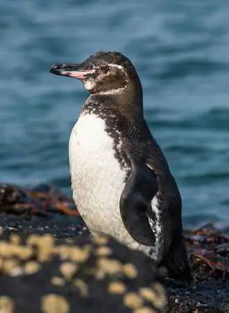 Galapagos Penguins 1