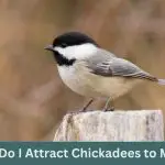How Do I Attract Chickadees to My Yard: A Step-by-Step Guide to a Bird-Friendly Haven