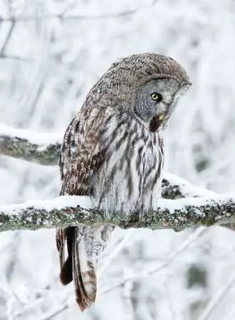 How Do Owls Survive in the Winter