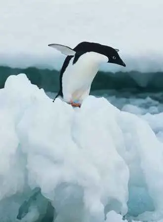 How Long Do Penguins Live