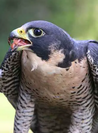 How Much Food Do Falcons Eat