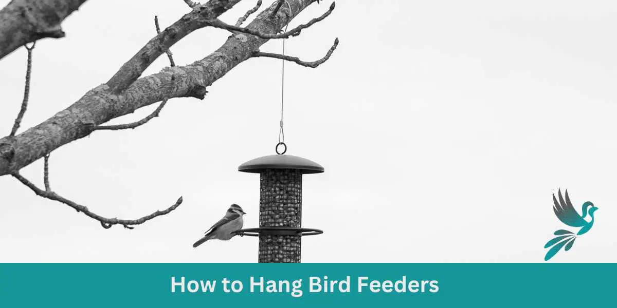 How to Hang Bird Feeders