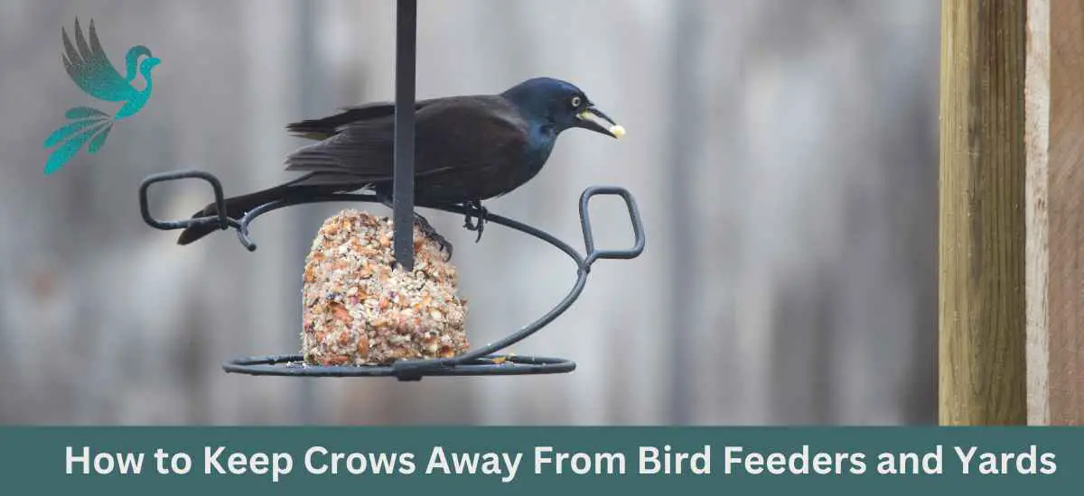 How to Keep Crows Away From Bird Feeders and Yards