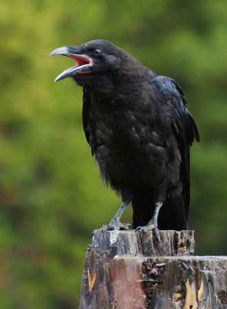 How to Keep Crows Away From Bird Feeders and Yards - Ask About Birds