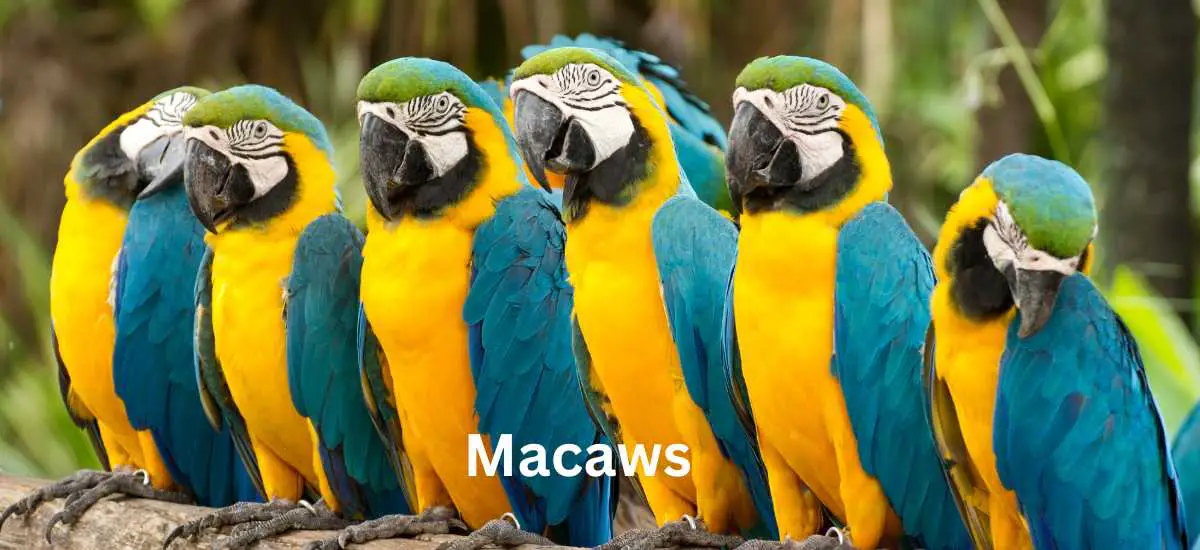 The Majestic Beauty of Macaws: A Guide to These Colorful Parrots