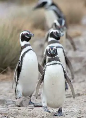 Magellanic Penguins 1