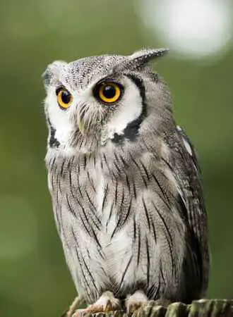Owl Hearing