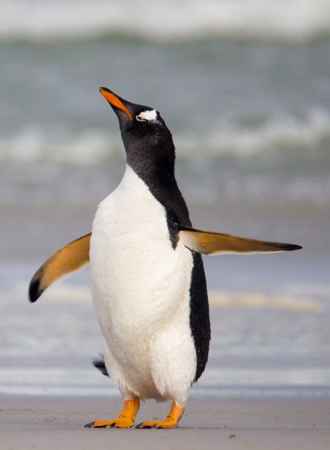 Penguin Breathe Through Gills