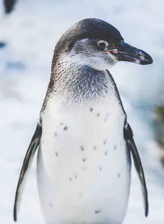 Penguins Are Endangered