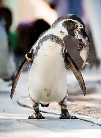 Penguins Eat Meat