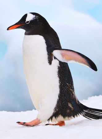 Penguins Evolve From Flying Birds