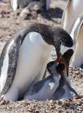 Penguins Feed Their Chicks