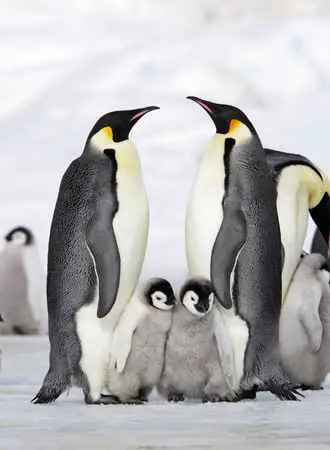 Penguins Have Twin Penguins
