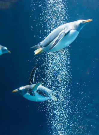 Penguins Spend Underwater