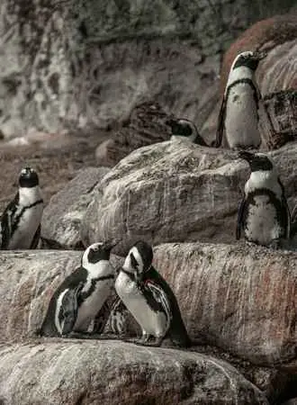 Penguins Swallow Stones