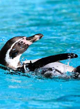 Penguins Swim Backward