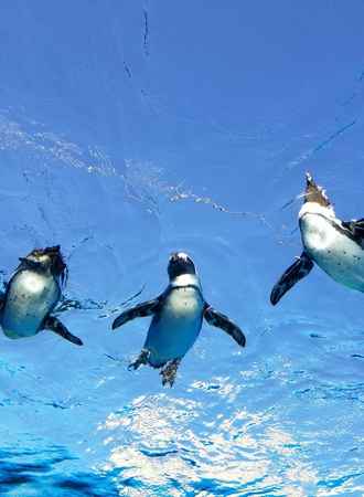 Penguins Swim Faster Than Humans