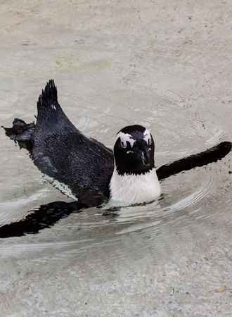 Penguins Wings