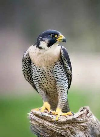 Peregrine Falcon Populations Migrate