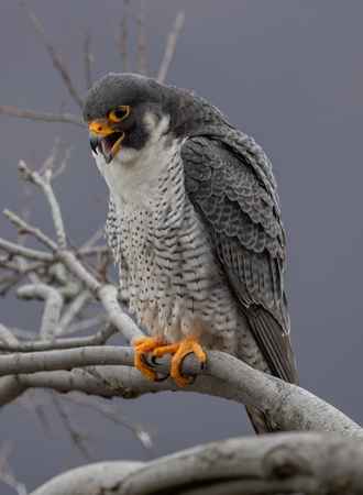 Peregrine Falcons Eat Snakes
