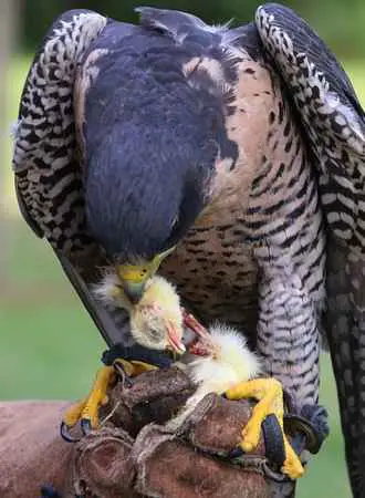 Peregrine Falcons Eat