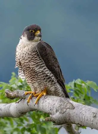 So Special About Falcons