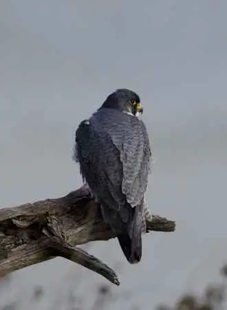 Survival Rate of Breeding Peregrine Falcons
