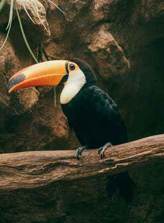 Toco toucan a Good Pet