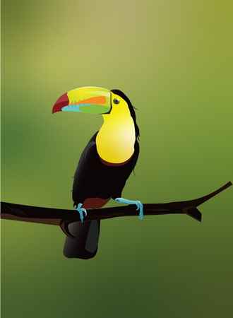 Toucan in the United States