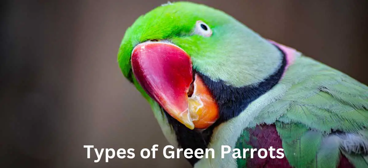 Types of Green Parrots