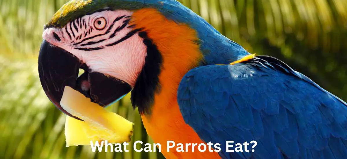 What Can Parrots Eat?
