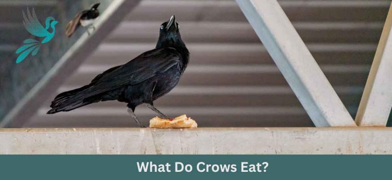 The Ultimate Guide To Understanding What Do Crows Eat Ask About Birds